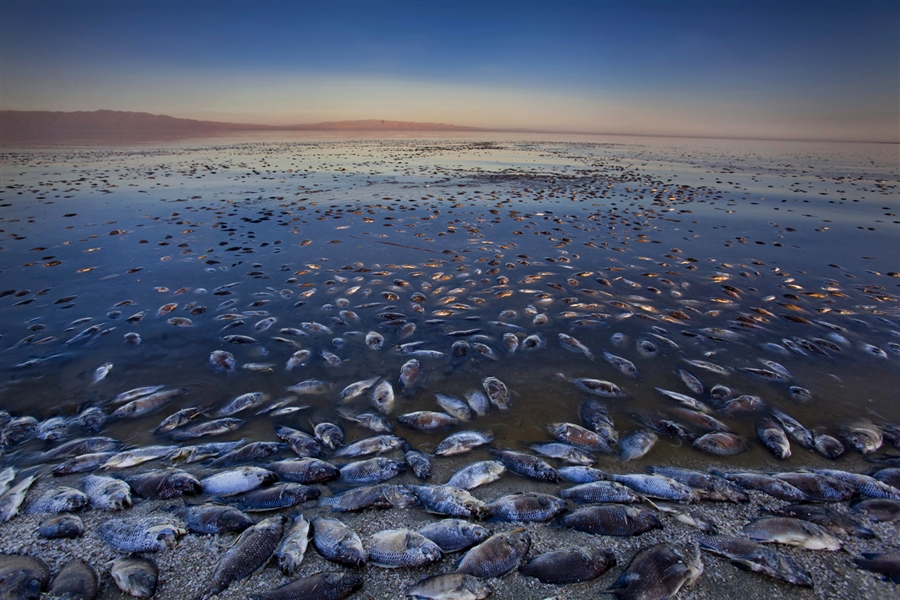 Pure Water Gazette The Salton Sea One Of Earths Strangest Bodies Of